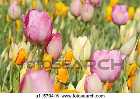 Stock Photograph - Tulip. Fotosearch