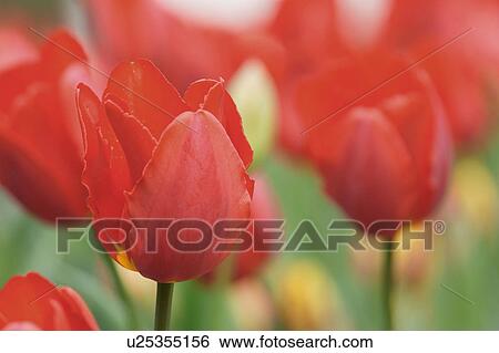 Stock Photograph - Tulip. Fotosearch