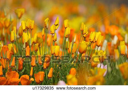 Tulip View Large Photo Image Stock Photography - Tulip. Fotosearch