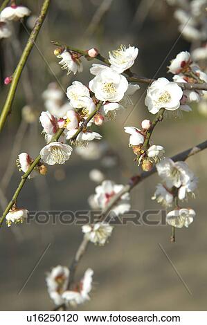 Stock Image - Ume. Fotosearch