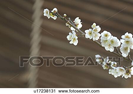 Stock Image - Ume. Fotosearch