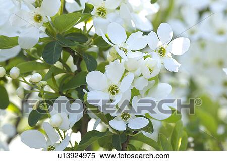 Ume View Large Photo Image Stock Photography - Ume. Fotosearch