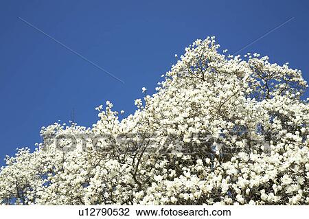 White magnolia View Large Photo Image Stock Image - White magnolia. Fotosearch
