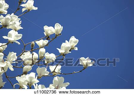 Stock Photograph - White magnolia. Fotosearch