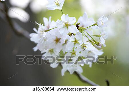 Picture - Cherry blossoms. Fotosearch
