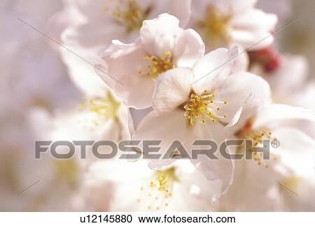 Stock Image - Cherry blossoms. Fotosearch