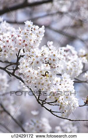 Stock Image - Cherry blossoms. Fotosearch