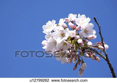 Stock Image - Cherry blossoms. Fotosearch
