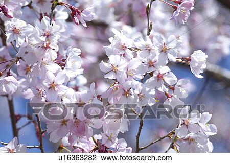Cherry blossoms View Large Photo Image Stock Image - Cherry blossoms. Fotosearch