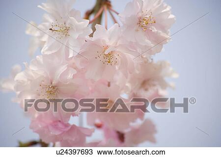 Stock Image - Cherry blossoms. Fotosearch