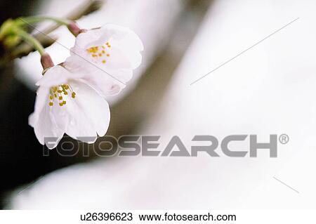Stock Image - Cherry blossoms. Fotosearch