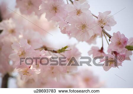 Stock Image - Cherry blossoms. Fotosearch
