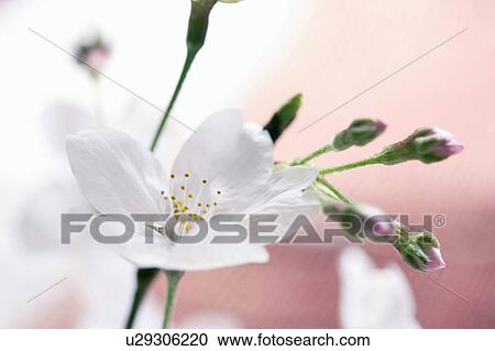 Stock Image - Cherry blossoms. Fotosearch
