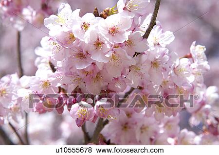 Stock Photo - Cherry blossoms. Fotosearch
