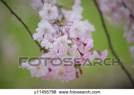 Stock Photo - Cherry blossoms. Fotosearch