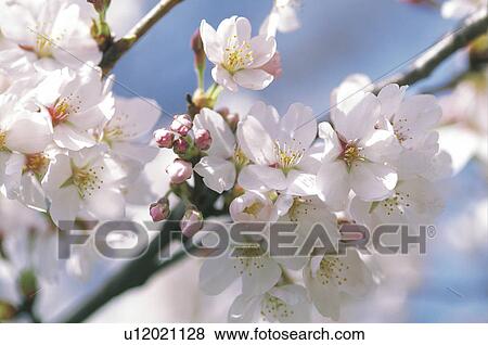 Stock Photo - Cherry blossoms. Fotosearch