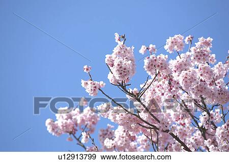 Stock Photo - Cherry blossoms. Fotosearch
