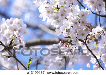 Stock Photo - Cherry blossoms. Fotosearch