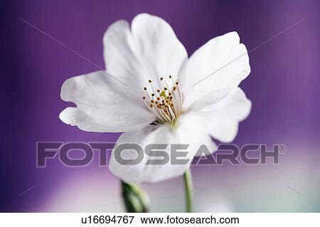 Cherry blossoms View Large Photo Image Stock Photo - Cherry blossoms. Fotosearch