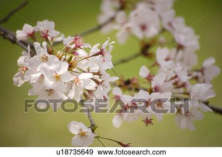 Stock Photo - Cherry blossoms. Fotosearch