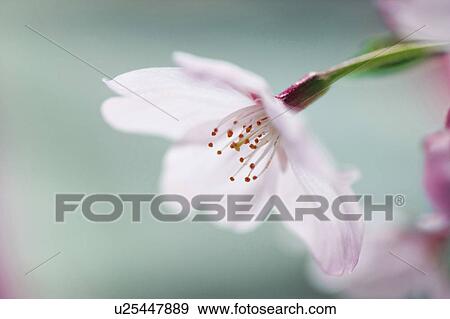 Stock Photo - Cherry blossoms. Fotosearch
