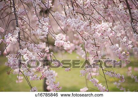 Cherry blossoms View Large Photo Image Stock Photograph - Cherry blossoms. Fotosearch