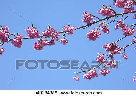 Cherry blossoms View Large Photo Image Stock Photography - Cherry blossoms. Fotosearch