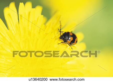 Stock Image - Dandelion. Fotosearch