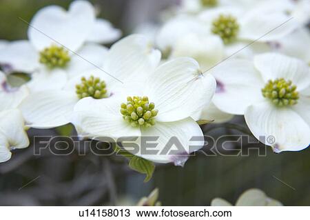 Dogwood View Large Photo Image Stock Image - Dogwood. Fotosearch
