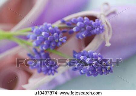 Muscari View Large Photo Image Picture - Muscari. Fotosearch