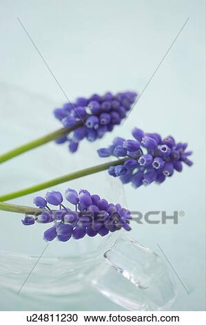 Muscari View Large Photo Image Stock Image - Muscari. Fotosearch