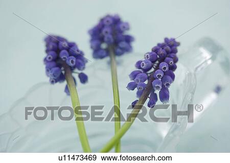 Muscari View Large Photo Image Stock Photo - Muscari. Fotosearch