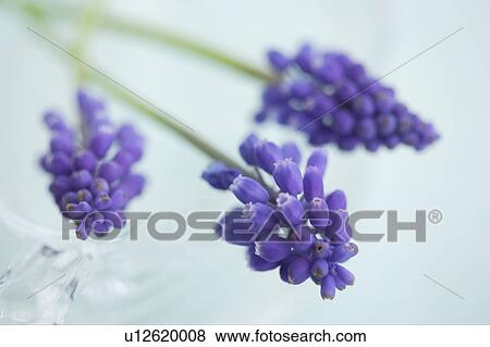Stock Photo - Muscari. Fotosearch