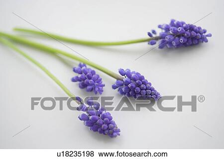 Muscari View Large Photo Image Stock Photo - Muscari. Fotosearch