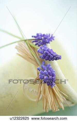 Stock Photography - Muscari. Fotosearch