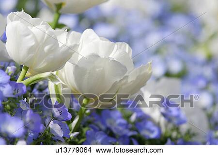 Picture - Nemophila. Fotosearch