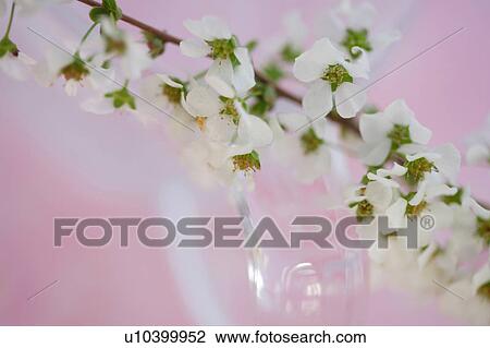 Stock Image - Spiraea thunbergii. Fotosearch
