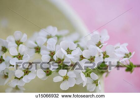 Stock Image - Spiraea thunbergii. Fotosearch