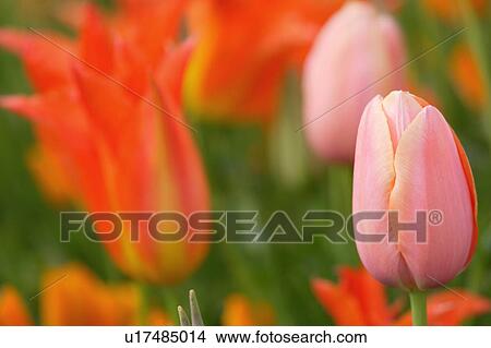 Picture - Tulip. Fotosearch