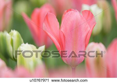 Stock Image - Tulip. Fotosearch
