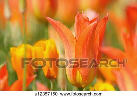 Stock Image - Tulip. Fotosearch