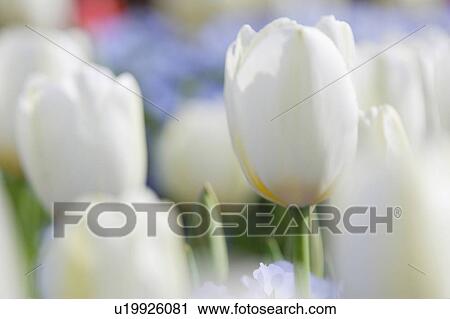 Stock Image - Tulip. Fotosearch