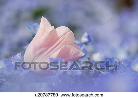 Tulip View Large Photo Image Stock Image - Tulip. Fotosearch