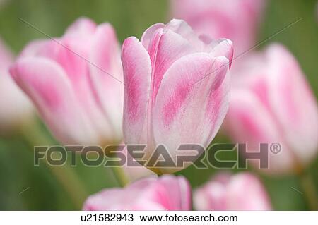 Tulip View Large Photo Image Stock Image - Tulip. Fotosearch
