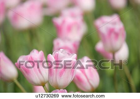 Tulip View Large Photo Image Stock Photo - Tulip. Fotosearch