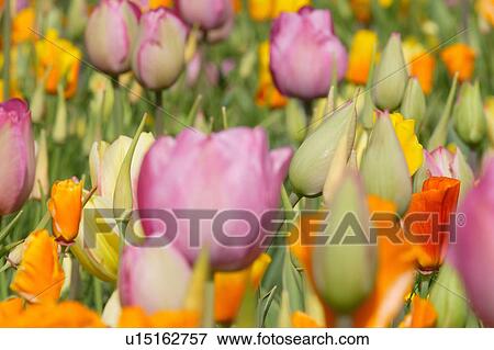 Stock Photo - Tulip. Fotosearch