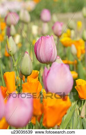 Stock Photo - Tulip. Fotosearch