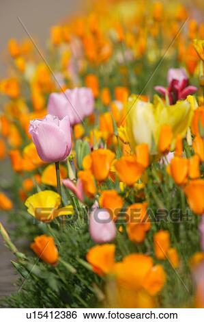 Tulip View Large Photo Image Stock Photograph - Tulip. Fotosearch