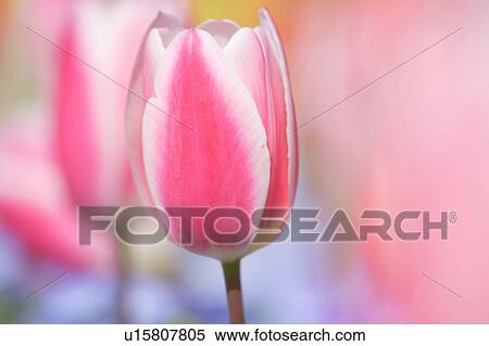 Stock Photography - Tulip. Fotosearch