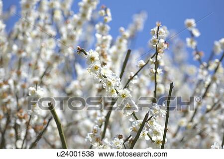 Stock Photo - Ume. Fotosearch